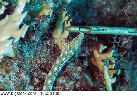 A Sharptail Eel Myrichthys Breviceps Next To A Fastener