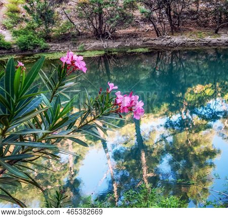 Pink Blooming Flower Plant In The Forest With Lake With Reflection Opf Trees. Seven Springs Valley C