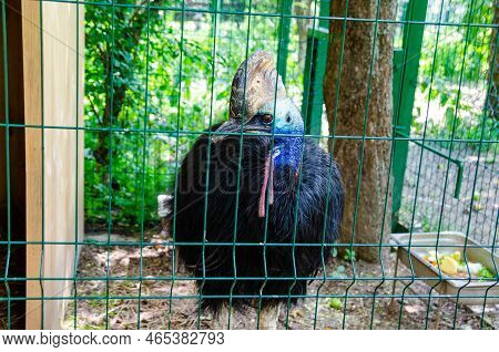 Beautiful Cassowary (kasuari) In A Cage Of A Zoo, An Endemic Animal From Papua Indonesia Close Up