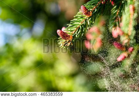 Background With Pollen Of Tree In Spingtime. Allergic Season