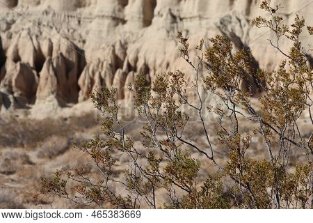Green Bifoliolately Compound Resinous Obliquely Lanceolate Leaves Of Larrea Tridentata, Zygophyllace