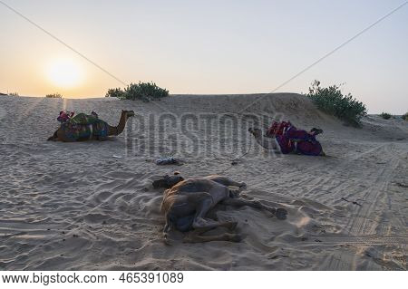 Sun Rising At The Horizon Of Thar Desert, Rajasthan, India. Dromedary, Dromedary Camels, Arabian Cam