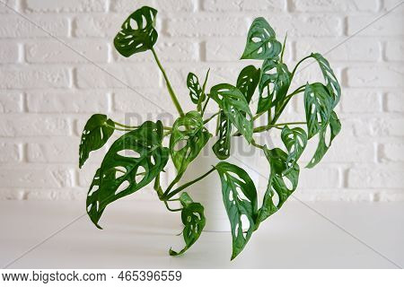 Houseplant Monstera Adansonii In A Flower Pot Against A White Brick Wall. Home Plant On White Table,