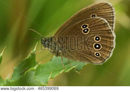 Natural Closeup Of The Brown Rignlet Butterfly, Aphantopus Hyperantus Sitting In The Vegation