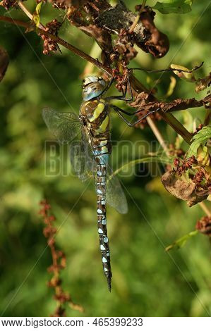 Natural Closeup On A Colorful Blue Migrant Hawker Dragonfly Aeshna Mixta , Hanging In The Vegetation