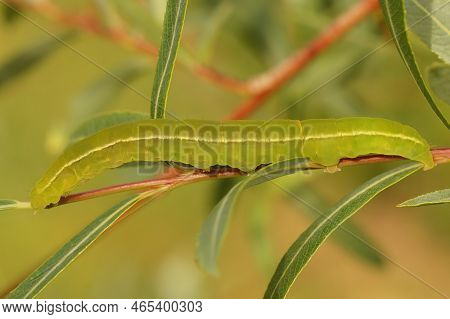 Natural Closeup On A Colorful Green Caterpillar Of The Herald Moth, Scoliopteryx Libatrix Sitting On