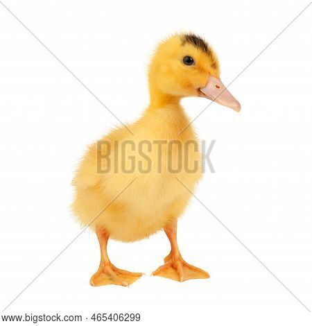 Mulard Duckling Isolated On White Background, Newborn Bird.