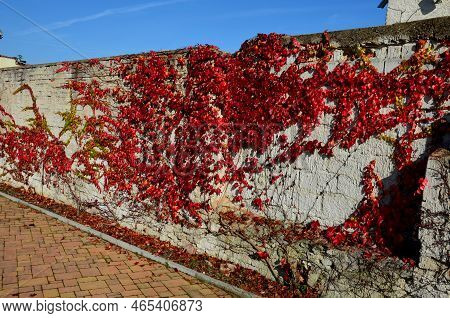 An Unsightly Brick Wall Painted White, Climbing Vines With Red Leaves Grow. Very Aesthetic Combinati