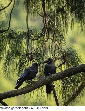 Large Billed Crow Or Jungle Crow Or Corvus Macrorhynchos In Natural Green Background In Higher Altit