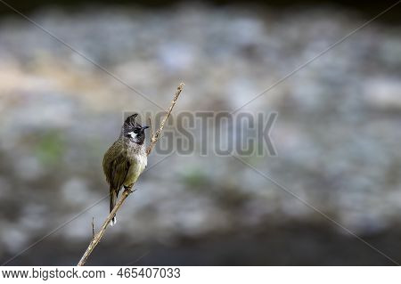 Himalayan Bulbul Or White Cheeked Bulbul Or Pycnonotus Leucogenys Bird Closeup Perched On Branch At 