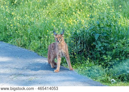 A Caracal On Military Road On The Outskirts Of The Bo-kaap In Cape Town