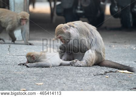 Formosan Macaque, Formosan Rock Monkey Also Named Taiwanese Macaque In The Wild.