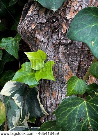Ivy, Hedera Helix Or European Ivy Climbing On Rough Bark Of A Tree. Close Up Photo. High Quality Pho