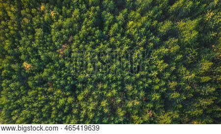 Autumn Warm Sunlight Illuminating The Coniferous Forest. Bird\'s-eye View
