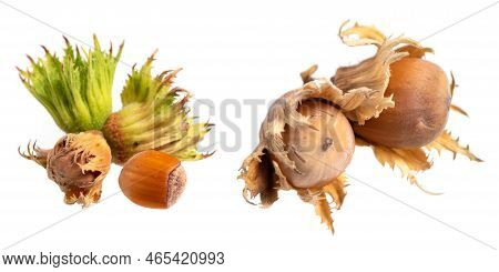 Forest Nuts Hazel Nuts Isolated On White Background