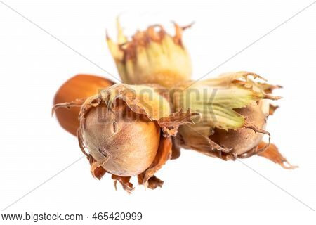Forest Nuts Hazel Nuts Isolated On White Background