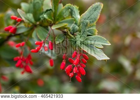Barberry. Beautiful Barberry In The Garden. Berries Of Barberry. Photo Background With Barberry With