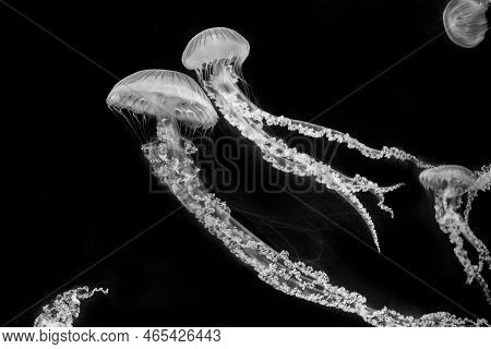 Jellyfish (chrysaora Fuscescens Or Pacific Sea Nettle)