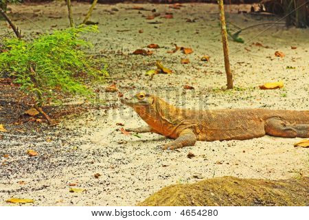 Komodo Dragon