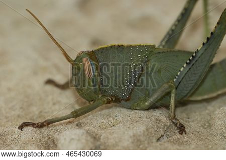 Closeup On A Brilliant Green Nymph Of The Egyptian Migrating Locust Grasshopper , Anacridium Aegypti