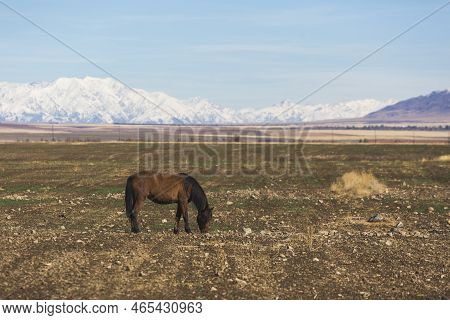 A Horse On A Meager Pasture Against A Mountain Landscape. Kazakhstan