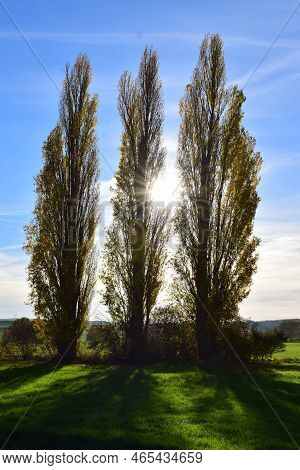 Three Cypress Trees With The Low Sun In