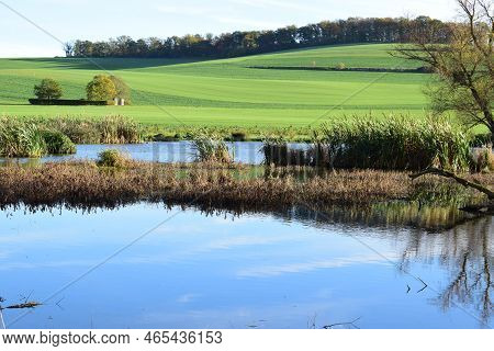 Swampland In Autumn With A Reed Island In A Blue Lake