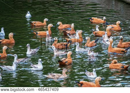 A Flock Of Shelducks And Seagulls Swim In The Water. Group Of Common Shelducks, Tadorna Tadorna, And