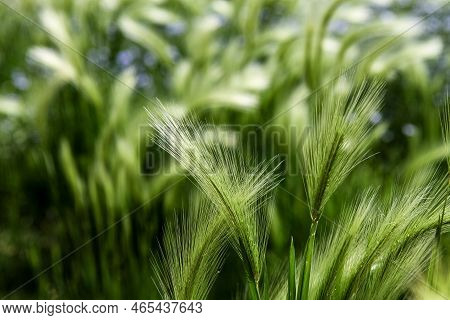 Foxtail Barley (hordeum Jubatum) In The Field