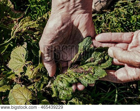 Black Currant Leaves Damaged By Fungal Disease Anthracnose In Hands Close Up