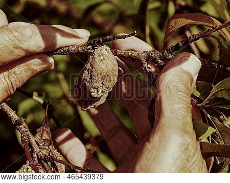 Dry Peach Fruits Covered With Funghi. On The Branch Of Peach Tree With Yellow Orange Leaves Grow Def