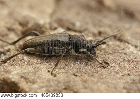 Detailed Closeup On A Small Black Longhorn Beetle, Stenurella , Sitting On Wood