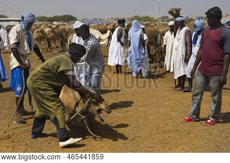 Nouakchott. Mauritania. October 07, 2021. The Capital's Camel Market. Buyers In National Clothes Tie