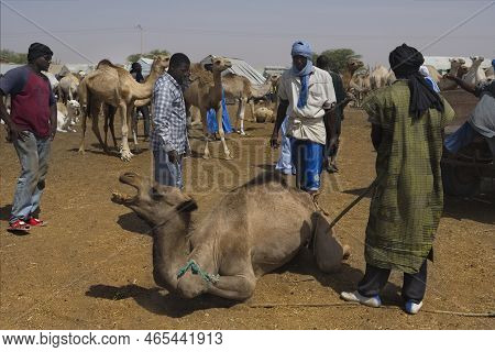 Nouakchott. Mauritania. October 07, 2021. The Capital\'s Camel Market. Buyers In National Clothes Ti