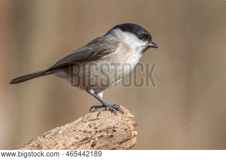 Marsh Tit (poecile Palustris) Resting In The Forest In Winter.