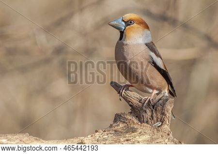 Hawfinch (coccothraustes Coccothraustes) Resting On A Branch In The Forest In Winter.
