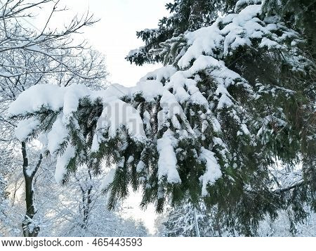 The Spruce Branch Is Covered With Snow. Spruce Is Covered With Snow. Snow Fell In The Park. Trees In