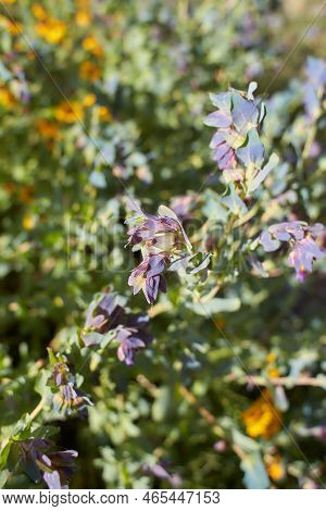 Purple Flowers Of Cerinthe Major \'purpurascens\' In The Garden. Summer And Spring Time