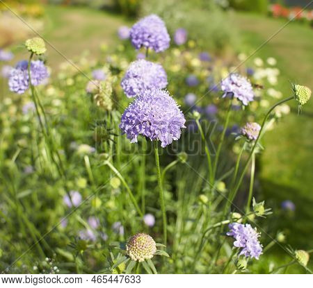 Purple Flowers Brassicaceae Iberis Umbellata Rose-cordinal In The Garden. Summer And Spring Time