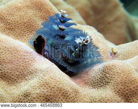 A Blue Christmas Tree Worm, Spirobranchus Giganteus Boracay Island Philippines