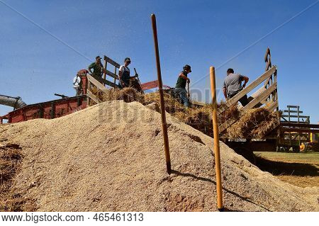 Rollag, Minnesota, September 1, 2022: Unidentified Threshers Are Pitching Bundles With Chaff In The 
