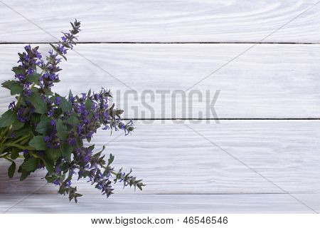 Flores azuis penstemon