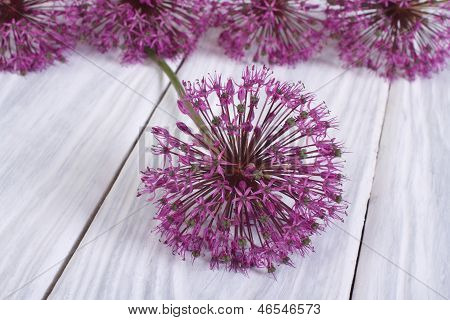 Alium lilla blomst