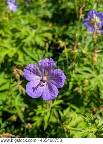 Close-up Of A Geranium Pratense Flower, Geranium Pratense Grows In A Green Meadow. Vertical.