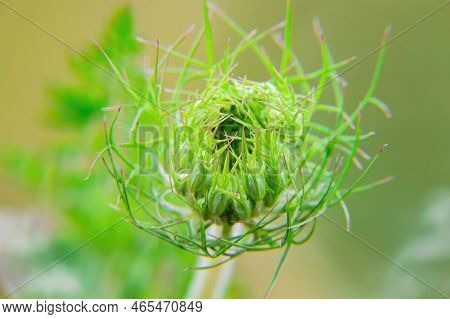 Closeup Of The Opening Flower Bud Of The Heracleum Plant. Bud Of Hogweed Flowers. Weed Plant. Field 