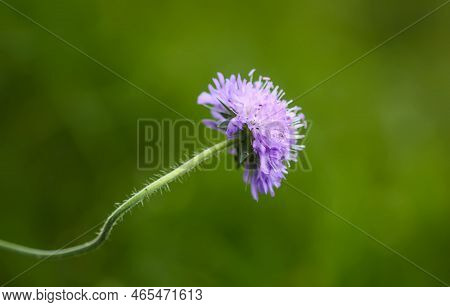 Scabiosa Columbaria Plant. Purple Wildflower On A Summer Field.