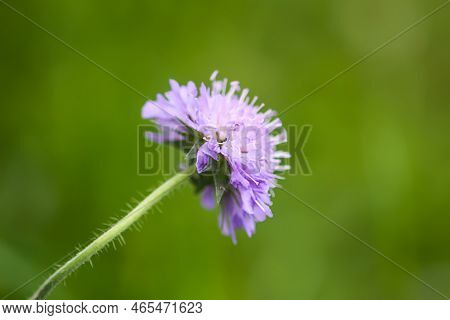 Scabiosa Columbaria Plant. Purple Wildflower On A Summer Field.
