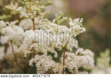Meadowsweet Or Filipendula Ulmaria Flowers. Medicinal Plant In The Wild Nature.