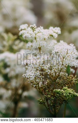 Meadowsweet Or Filipendula Ulmaria Flowers. Medicinal Plant In The Wild Nature.