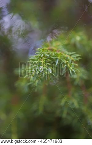 Meadowsweet Or Filipendula Ulmaria Flowers. Medicinal Plant In The Wild Nature.